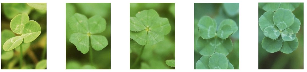 Real 3 to 7-leaf clover lineup