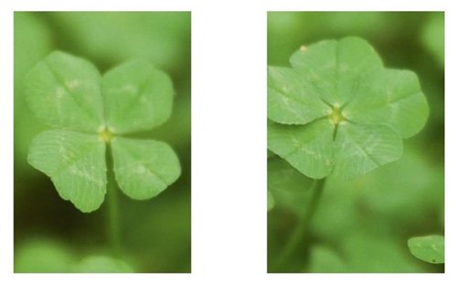 Real four-leaf and five-leaf clovers
